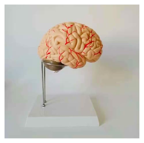 1pc 1:1 Anatomiemodell des menschlichen Gehirns Anatomisches Modell der Anatomie des menschlichen Gehirns Stammhirn Zerebrale Kleinhirnstruktur Medizinische Lehre von Huhpa