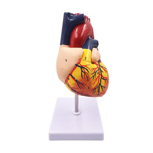1pc 1:1 Lebensgroße Anatomische Herz Menschliche Herz Modell Eingeweide Organe Medizinische Lehrmittel for Wissenschaft Klassenzimmer Kardiologie von Huhpa