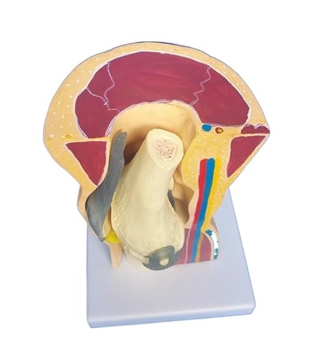 1pc 1:1 LifeSize Menschen Skelett Kniegelenk Anatomie Modelle Skelett Modell Mit Bänder Gelenk Modell Medizinische Wissenschaft Lehre Versorgung von Huhpa