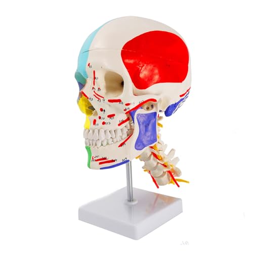 1pc 1:1 Menschliche Farbe Muskel Schädel Gürtel Zervikale Modell Schädel Schädel Abnehmbare Gürtel Neuroorthopädie von Huhpa