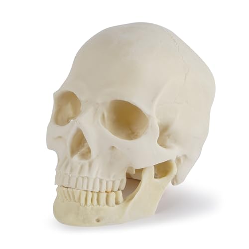 1pc 1:1 Menschlicher Kopf Schädel Statue for Wohnkultur Harz Figuren Halloween Dekoration Skulptur Medizinische Lehre Skizze Modell Handwerk(A) von Huhpa