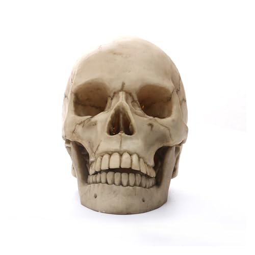 1pc 1:1 Menschlicher Kopf Schädel Statue for Wohnkultur Harz Figuren Halloween Dekoration Skulptur Medizinische Lehre Skizze Modell Handwerk(B) von Huhpa