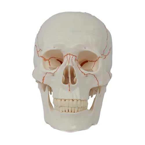 1pc 1:1 Menschliches Erwachsenes Schädel Anatomisches Modell Mit Vollen Zahn Zähne Modell Medizinische Anatomie Abnehmbare Schädel Kappe von Huhpa