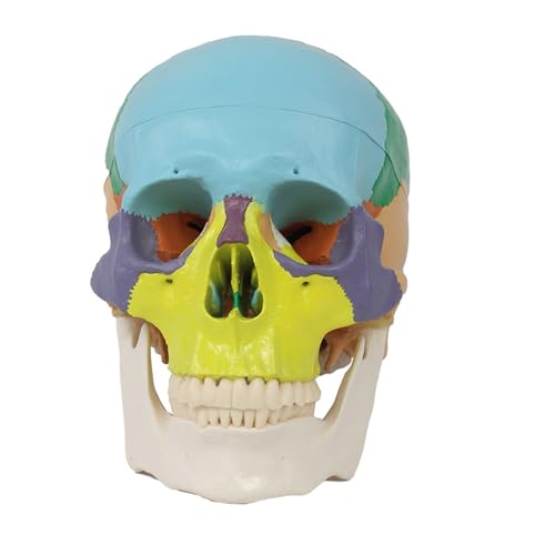 1pc 1:1 Menschliches Erwachsenes Schädel Anatomisches Modell Mit Vollen Zahn Zähne Modell Medizinische Anatomie Abnehmbare Schädel Kappe von Huhpa