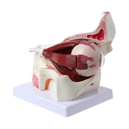 1pc 3 Mal Menschliches Anatomisches Augapfel Und Augenlid Skelett Modell Orbit Anatomie Medizinische Studie Display Lehrmittel Instrument Werkzeug 1pc 3 Mal Menschliches Anatomisches Augapfel Und Augenlid Skelett Modell Orbit Anatomie Medizinische Studie Display Lehrmittel Instrument Werkzeug von Huhpa