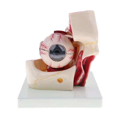 1pc 3-fache Vergrößerung Augapfel Orbital Auge Modell Anatomisches Skelett Modell Augapfel Sehnerv Und Muskeln Anatomie Studie von Huhpa