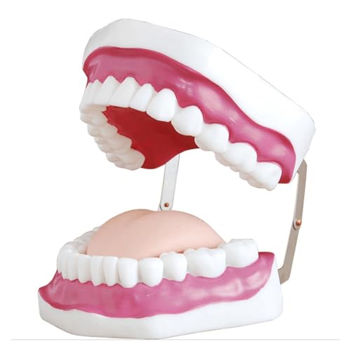 1pc 3-fache Vergrößerung Dental Studie Lehren Klare Zähne Modell Zahn Bildung von Huhpa