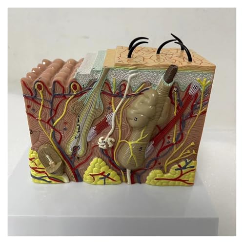 1pc 35X Menschliche Haut Struktur Anatomie Modell Plastische Chirurgie Medizinische Wissenschaft Lehrmittel 1pc 35X Menschliche Haut Struktur Anatomie Modell Plastische Chirurgie Medizinische Wissenschaft Lehrmittel von Huhpa