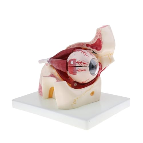 1pc 3X Vergrößerung Menschliches Auge Simulation Anatomie Modell Medizinische Lehrmittel von Huhpa
