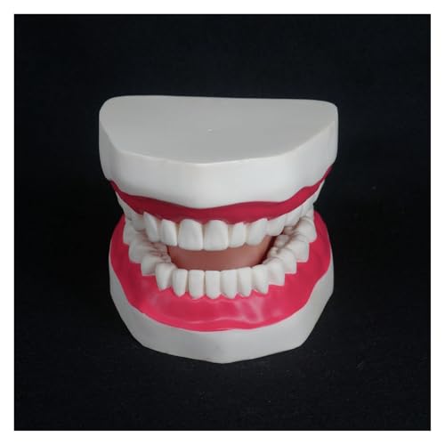 1pc 4-fache Vergrößerung Dental Studie Lehren Klare Zähne Modell Zahn Bildung von Huhpa