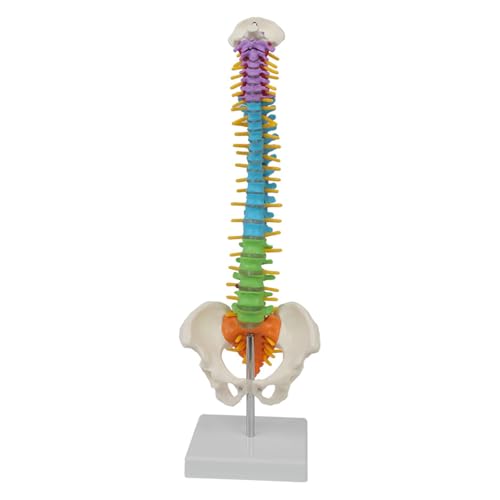 1pc 45CM Farbe Menschliche Wirbelsäule Mit Becken Modell Menschlichen Anatomischen Anatomie Wirbelsäule Medizinische Modell Schule Medizinische Lehre liefert 1pc 45CM Farbe Menschliche Wirbelsäule Mit Becken Modell Menschlichen Anatomischen Anatomie Wirbelsäule Medizinische Modell Schule Medizinische Lehre liefert von Huhpa