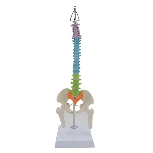 1pc 45CM Farbe Menschliche Wirbelsäule Mit Becken Modell Menschlichen Anatomischen Anatomie Wirbelsäule Medizinische Modell Schule Medizinische Lehre liefert von Huhpa