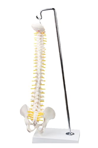 1pc 45CM Wirbelsäule Modell Mit Becken Anatomie Medizinische Wirbelsäule Knochen Hängende Art Lehrmittel von Huhpa