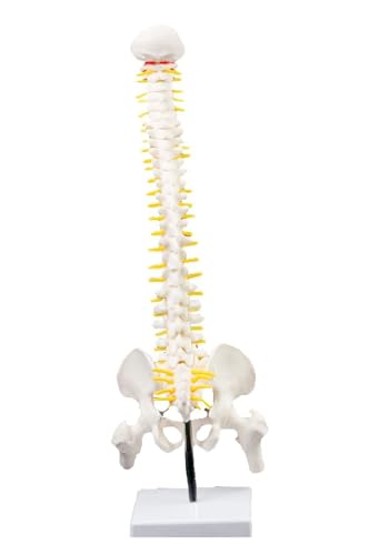 1pc 45CM Wirbelsäule Modell Mit Becken Bein Knochen Anatomie Wirbelsäule Lehre Ausbildung Hilfe Bildung 1pc 45CM Wirbelsäule Modell Mit Becken Bein Knochen Anatomie Wirbelsäule Lehre Ausbildung Hilfe Bildung von Huhpa