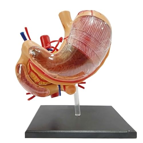 1pc 4D Magen Modell Menschliche Organe Magen Montage Anatomisches Modell Pädagogisches Spielzeug Medizinische Requisiten von Huhpa