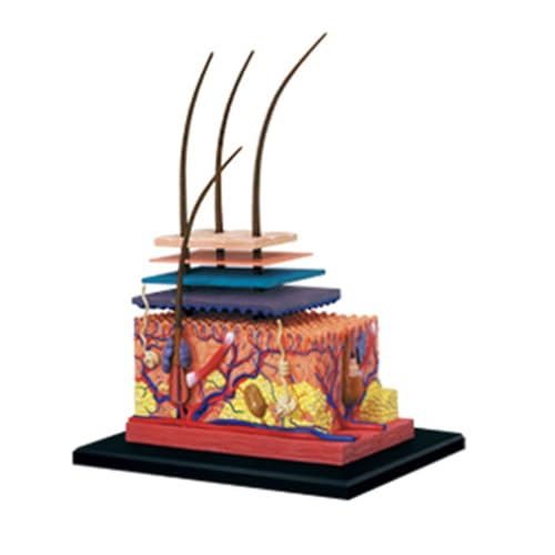 1pc 4D Menschliche Haut Modell Haar Organe Montage Puzzle Modell Lehre Modell Puppe Wissenschaft Anatomisches Modell 1pc 4D Menschliche Haut Modell Haar Organe Montage Puzzle Modell Lehre Modell Puppe Wissenschaft Anatomisches Modell von Huhpa