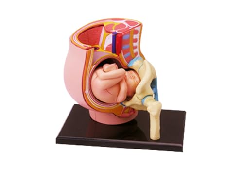 1pc 4d Menschliches Becken Anatomie Modell Skelett Medizinische Lehrmittel Puzzle Montage Spielzeug Labor Bildung Ausrüstung 1pc 4d Menschliches Becken Anatomie Modell Skelett Medizinische Lehrmittel Puzzle Montage Spielzeug Labor Bildung Ausrüstung von Huhpa