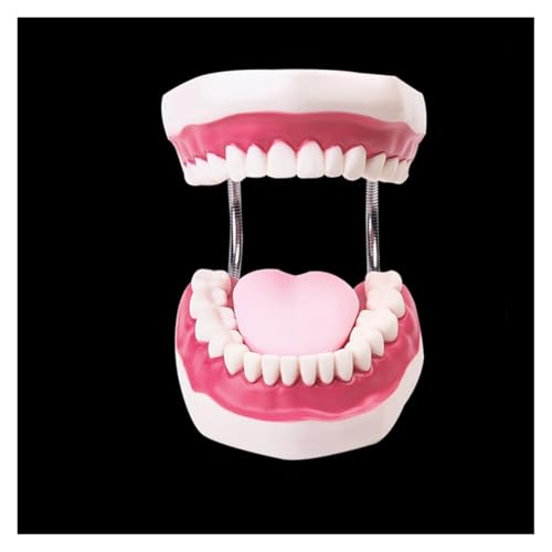 1pc 6 Mal Dental Erwachsene Zähne Modell Oral Modelle Zahn Mit Zunge for Kindergarten Kind Frühen Lehre Studie Gesundheit Pflege Liefert 1pc 6 Mal Dental Erwachsene Zähne Modell Oral Modelle Zahn Mit Zunge for Kindergarten Kind Frühen Lehre Studie Gesundheit Pflege Liefert von Huhpa