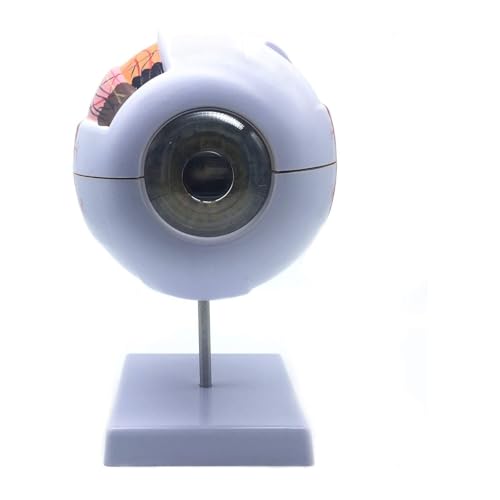 1pc 6 Mal Menschliches Auge Anatomie Modell HNO Ophthalmologie Augapfel Interne Struktur Hornhaut Iris Linse Glaskörper 1pc 6 Mal Menschliches Auge Anatomie Modell HNO Ophthalmologie Augapfel Interne Struktur Hornhaut Iris Linse Glaskörper von Huhpa