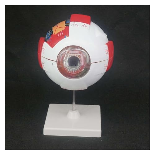 1pc 6X Leben Größe Menschliche Auge Ball Anatomisches Modell Ausbildung Medizinische Kit Lehre Bildung Labor von Huhpa