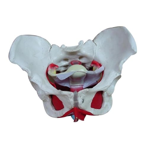 1pc Abnehmbare Weibliche Becken Beckenboden Muskel Anatomisches Modell Gebärmutter Eierstock Muskel Lehrmittel Pädagogisches Modell Requisiten von Huhpa
