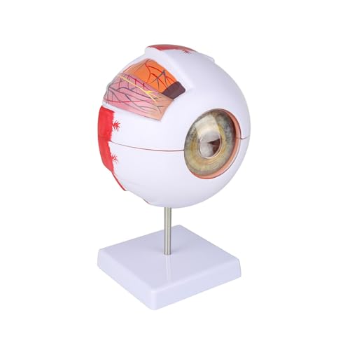 1pc Anatomisches Auge Modell Augapfel Augenlid Modell Zerlegen 6 Mal Vergrößert Sehnerv for Auge Spezielle Lehre 1pc Anatomisches Auge Modell Augapfel Augenlid Modell Zerlegen 6 Mal Vergrößert Sehnerv for Auge Spezielle Lehre von Huhpa