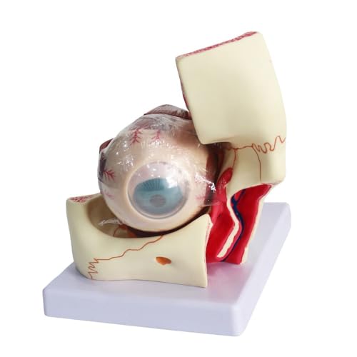 1pc Augapfel Anatomie Modell 3 Mal Orbitale Vergrößerung Auge Modell Anatomisches Modell Augapfel Sehnerv Und Muskeln von Huhpa