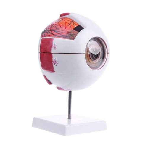 1pc Augapfel Anatomisches Modell Augapfel Modell Augapfel Vergrößerung Anatomisches Modell Auge Modell Ophthalmologie Medizinische Modell von Huhpa