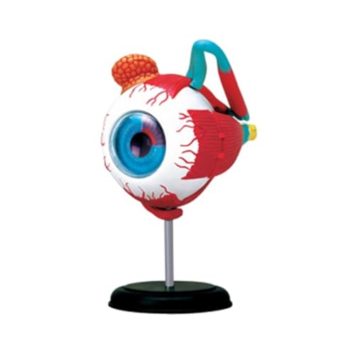 1pc Augapfel Modell Anatomisches Auge Modell Medizinische Lernen Und Lehren Instrument Medizinische Wissenschaft Lehrmittel Augenlid von Huhpa