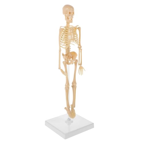 1pc BAU Modell Geburtstag Geschenk Kinder Menschliche Figur Miniatur Modell Menschlichen Knochen Schaufensterpuppe 1pc BAU Modell Geburtstag Geschenk Kinder Menschliche Figur Miniatur Modell Menschlichen Knochen Schaufensterpuppe von Huhpa