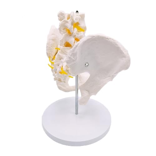 1pc Becken Anatomisches Modell Lebensgroße Weibliche Becken Zwei Lendenwirbel Wirbelsäule Modell 1pc Becken Anatomisches Modell Lebensgroße Weibliche Becken Zwei Lendenwirbel Wirbelsäule Modell von Huhpa