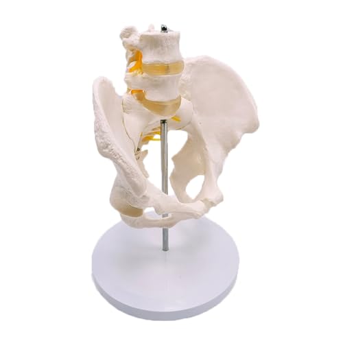 1pc Becken Anatomisches Modell Lebensgroße Weibliche Becken Zwei Lendenwirbel Wirbelsäule Modell von Huhpa