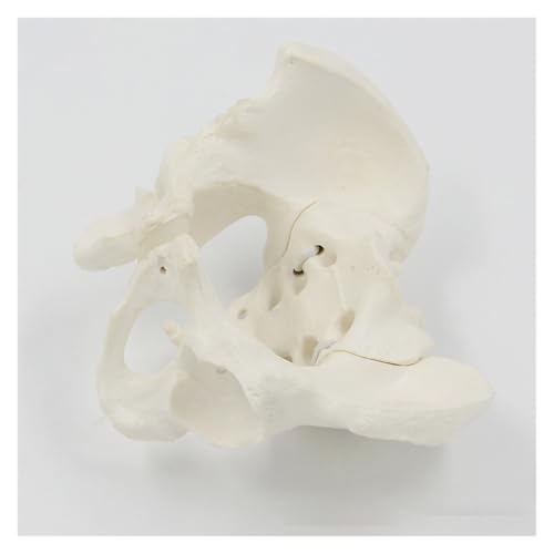 1pc Bewegliches Becken Modell Kreuzbein Hüfte Becken Knochen Kann Biegen Und Drehen Menschlichen Knochen Anatomie Rehabilitation Lehrmittel 1pc Bewegliches Becken Modell Kreuzbein Hüfte Becken Knochen Kann Biegen Und Drehen Menschlichen Knochen Anatomie Rehabilitation Lehrmittel von Huhpa