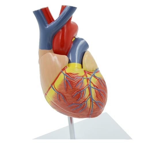 1pc Bildung Modell Herz Zone 4 Bühne Gefäß Herz Anatomie Modell Herz Blutgefäß Probe Herz Struktur Schule medizinische von Huhpa