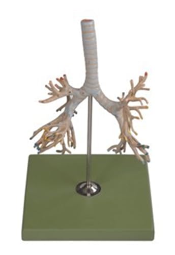 1pc Bronchial Baum Modell Menschliche Tracheal Bronchial Baum Modell Linken Und Rechten Hauptbronchus Lungenlappen Bronchien von Huhpa