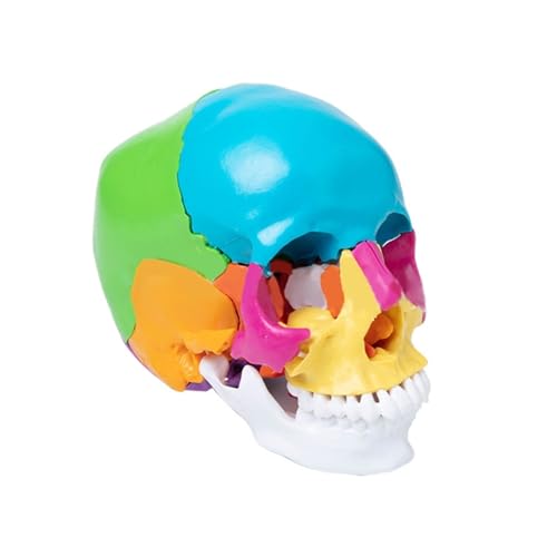 1pc Bunte Menschliche Schädel Anatomisches Modell Lebensgroße Menschliche Anatomie Skelett Modell for Anatomie Medizinische Lernen von Huhpa