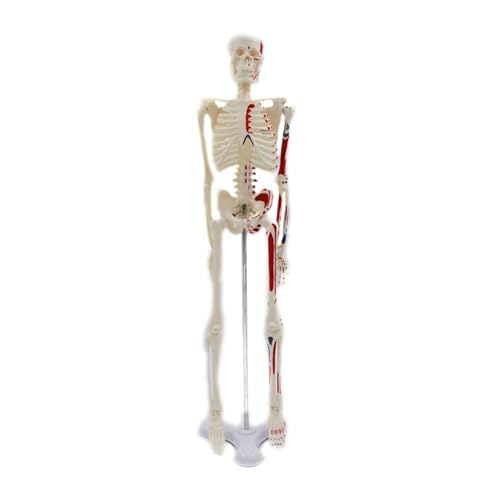 1pc Desktop Menschliches Skelett Modell 45cm for Medizinische Anatomie Studie Display Student von Huhpa