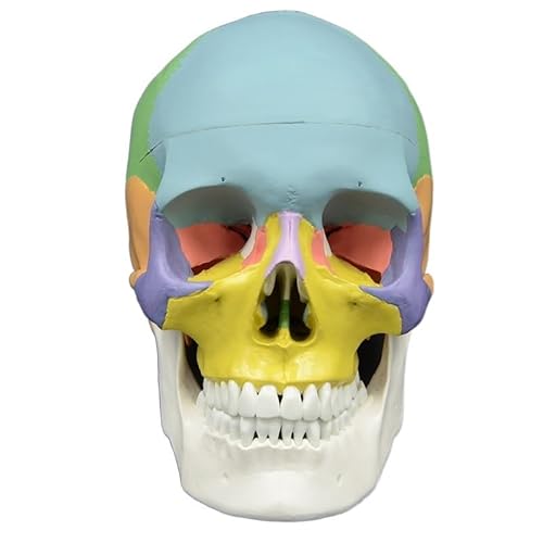 1pc Erwachsene Schädel Modell Farbige Natürliche Größe Skeleton System for Studie Medizinische Modell Menschliche Anatomie for Kunst Lehren ressourcen von Huhpa