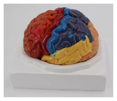 1pc Farbe Menschliches Gehirn Funktion Domain Anatomie Anatomisches Modell Medizinische Künstliche Großhirnrinde Lehre 1:1 Gehirn Anatomie von Huhpa