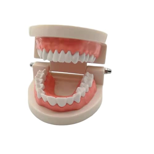 1pc Form for Erwachsene Zähne Modell Standard Dental Lehre Studie Typodont Demonstration Werkzeug von Huhpa