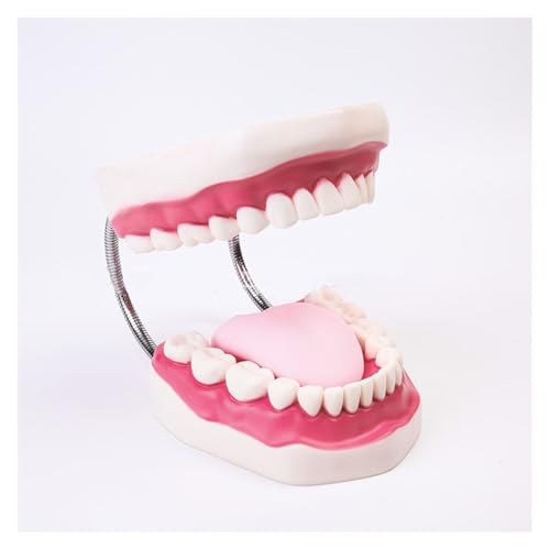 1pc Fünf Mal Vergrößerung Volle Mund Zähne Modell Zahn Lehre Modell Gesundheit Zähne Modell for Lehre Studie Display Liefert von Huhpa