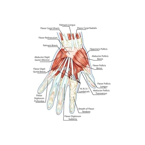 1pc Füße Druck Set Skelett Aquarell Kunst Leinwand Poster Malerei Fuß Knochen Anatomie Medizin Wand Druck Klinik Medizinische büro Dekor(2,20x25 cm No Frame) von Huhpa