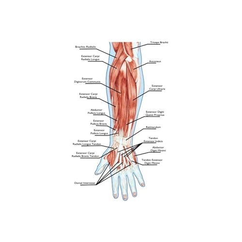 1pc Füße Druck Set Skelett Aquarell Kunst Leinwand Poster Malerei Fuß Knochen Anatomie Medizin Wand Druck Klinik Medizinische büro Dekor(3,A4 21x30 cm No Frame) von Huhpa