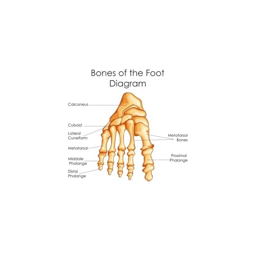 1pc Füße Druck Set Skelett Aquarell Kunst Leinwand Poster Malerei Fuß Knochen Anatomie Medizin Wand Druck Klinik Medizinische büro Dekor(4,A3 30x42 cm No Frame) von Huhpa