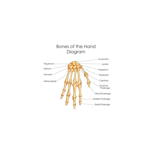 1pc Füße Druck Set Skelett Aquarell Kunst Leinwand Poster Malerei Fuß Knochen Anatomie Medizin Wand Druck Klinik Medizinische büro Dekor(5,A5 15x21 cm No Frame) von Huhpa