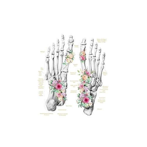 1pc Füße Druck Set Skelett Aquarell Kunst Leinwand Poster Malerei Fuß Knochen Anatomie Medizin Wand Druck Klinik Medizinische büro Dekor(6,30x40 cm No Frame) von Huhpa