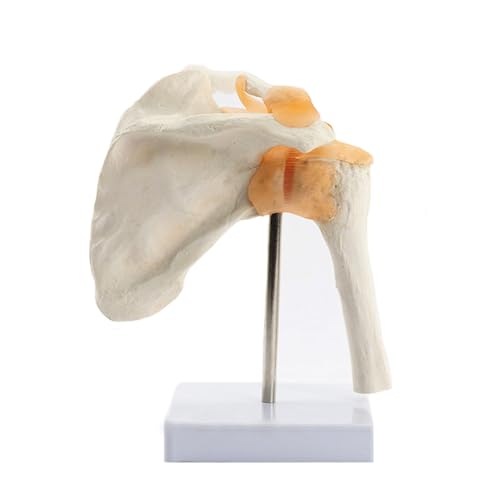 1pc Funktionale Anatomische Leben Größe Menschliche Anatomie Skelett Schulter Gelenk Knochen Muskel Modell for Lehre Studie Ausrüstung Werkzeug von Huhpa