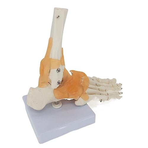 1pc Funktionales Fußgelenk Mit Bändern Anatomisches Skelett Modell Medizinische Anatomie Leben Größe Display Lehre Schule von Huhpa