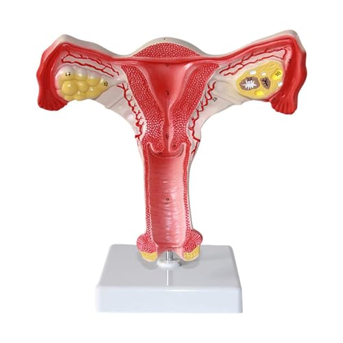 1pc Gebärmutter Anatomisches Modell Weiblichen Fortpflanzungsorgan Anatomischen Modus Mit Ständer for Den Unterricht Anatomische von Huhpa