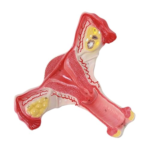 1pc Gebärmutter Anatomisches Modell Weiblichen Fortpflanzungsorgan Anatomischen Modus Mit Ständer for Den Unterricht Anatomische von Huhpa